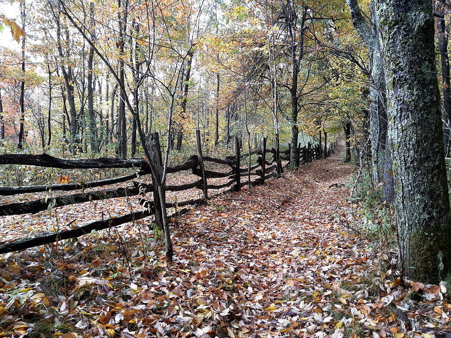 Leaf Covered Trail Photograph By Scott Yount - Fine Art America