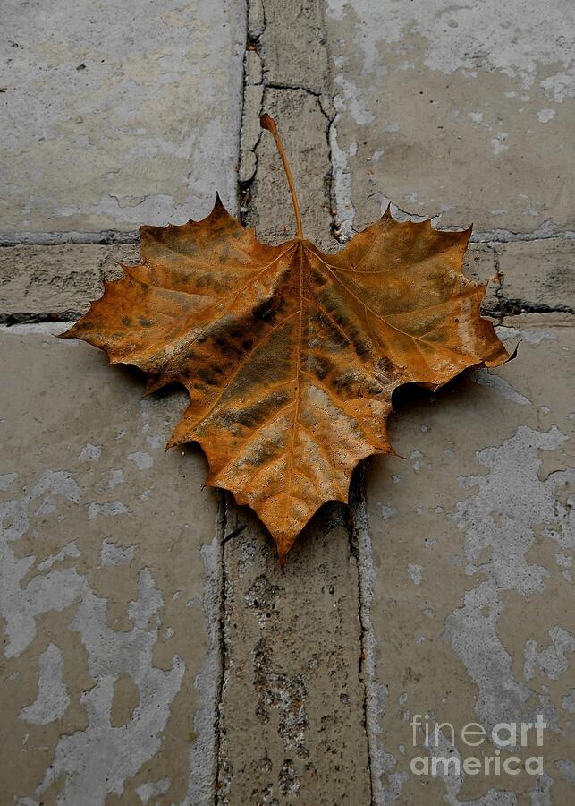 Fall Photograph - Leaf Cross by Patricia Strand