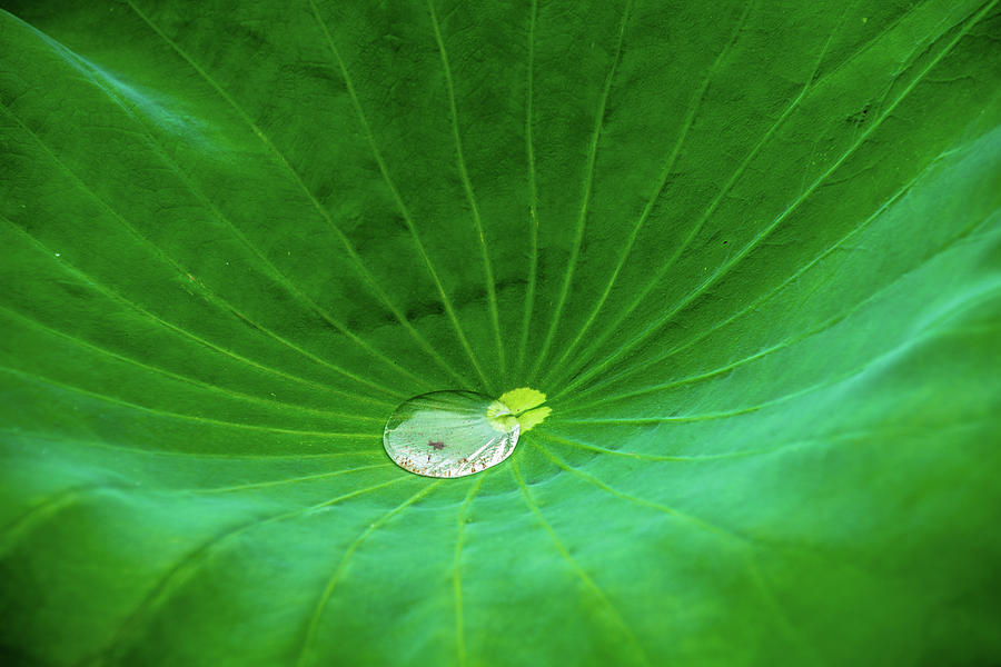 Leaf Cupping a Giant Water Drop Photograph by Dennis Dame