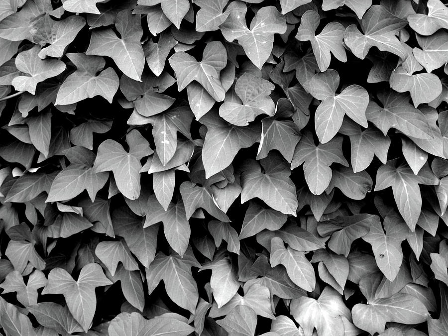 Leaf Curtain Black and White Photograph by James Granberry