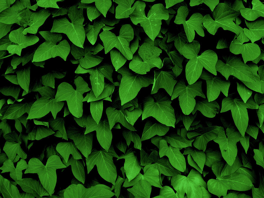 Leaf Curtain In Green Photograph by James Granberry