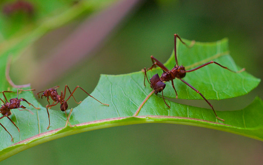 Leaf Cutter Ant cutting 3 Photograph by Richard Espenant - Fine Art America