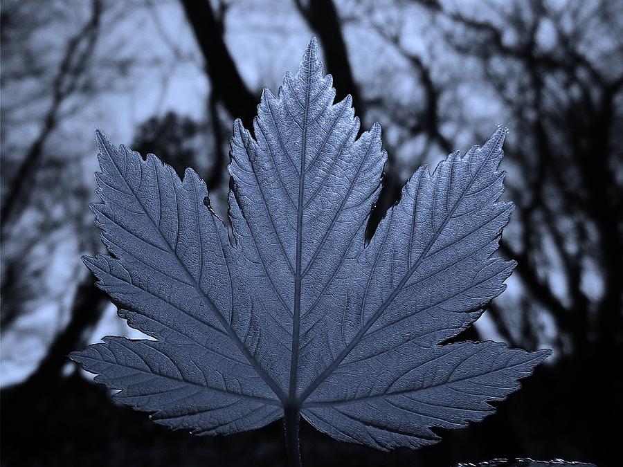 Leaf Cyan Photograph by Richard Brookes