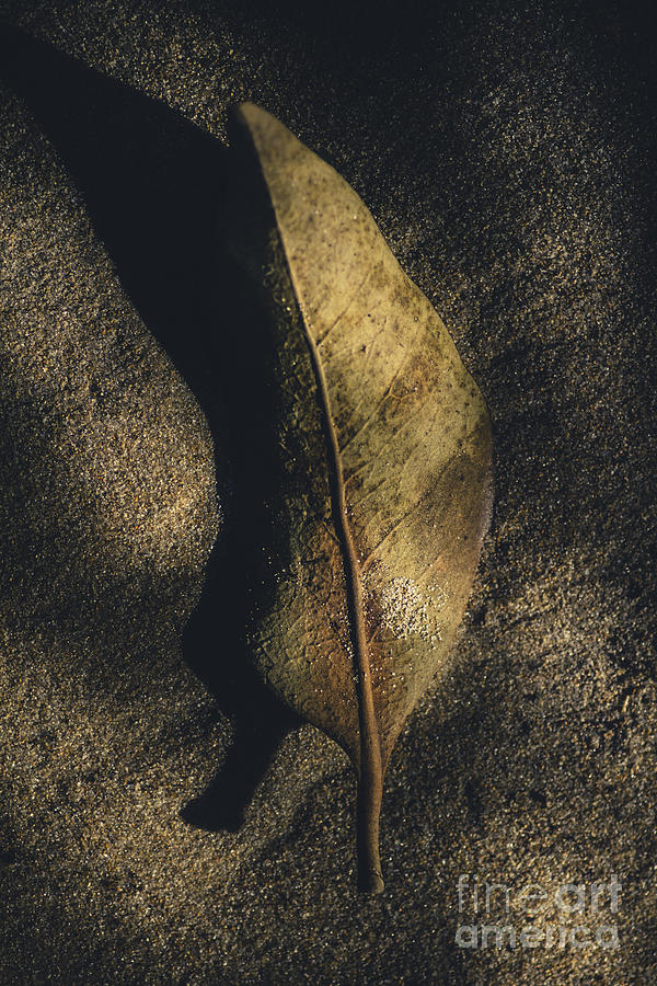 Leaf decaying in the twilight of fall Photograph by Jorgo Photography