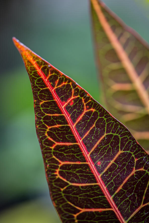 Leaf Designs Photograph by Dale Kincaid