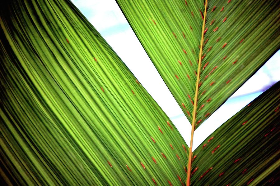 Leaf Detail 2 Photograph
