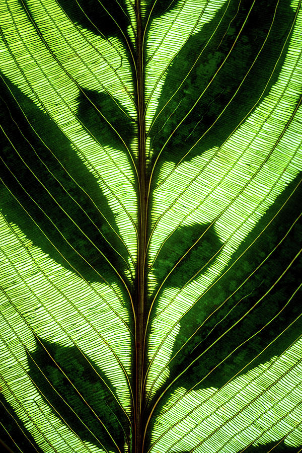 Leaf Detail Photograph by Christopher Johnson