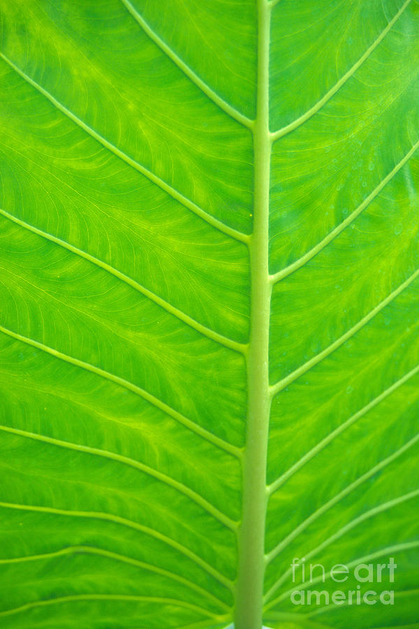 Pattern Photograph - Leaf Detail by Kyle Rothenborg - Printscapes
