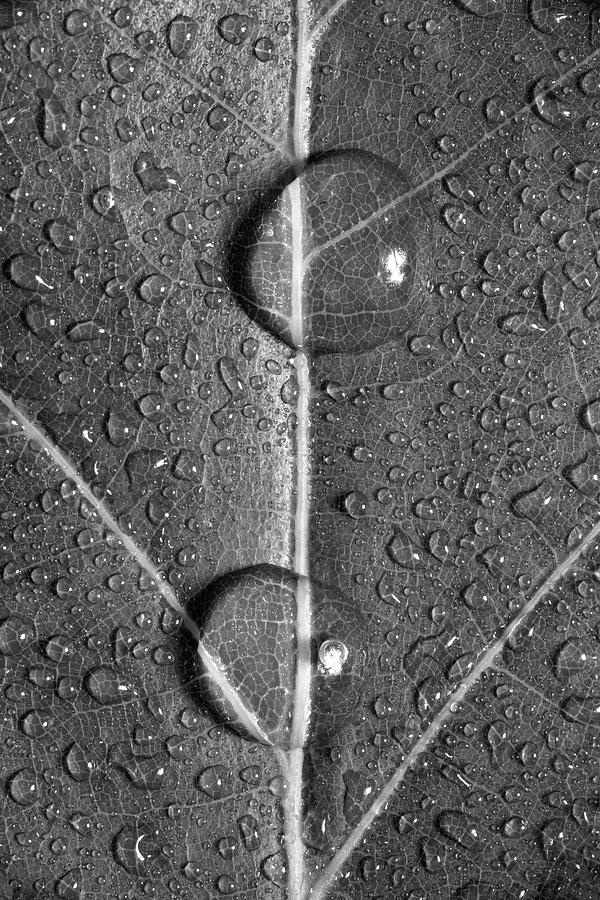 Leaf Dew Drop Number 10 Bw Photograph