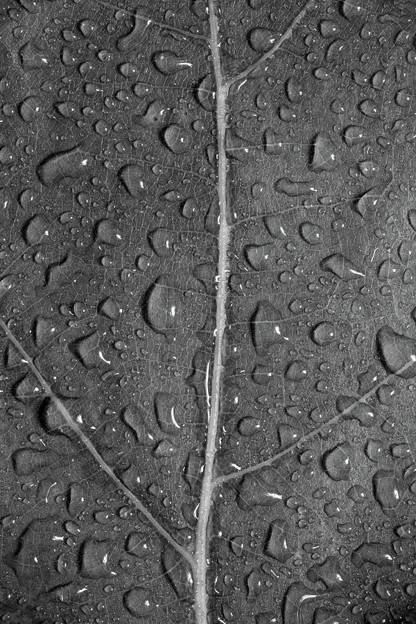Leaf Dew Drop Number 12 Bw Photograph