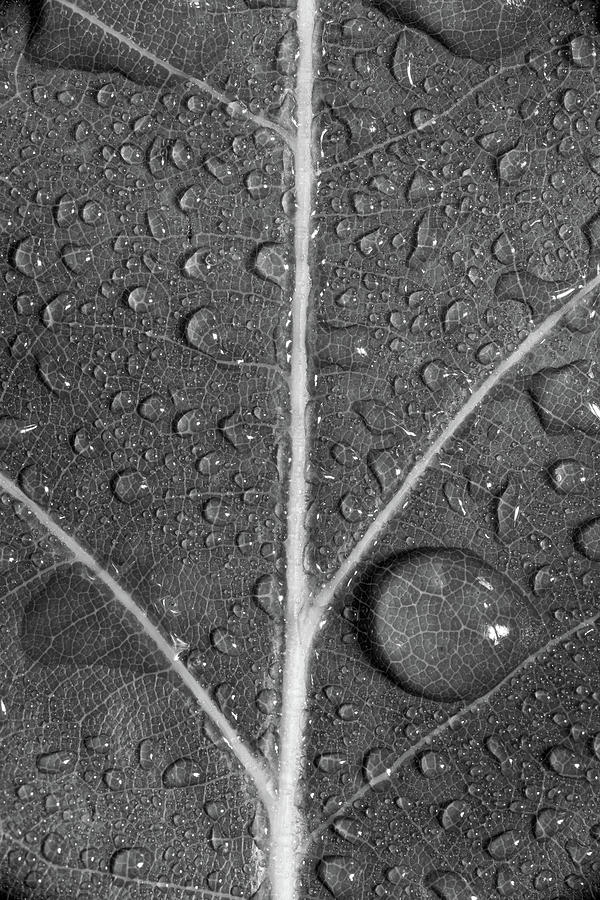 Up Movie Photograph - Leaf Dew Drop Number 8 BW by Steve Gadomski