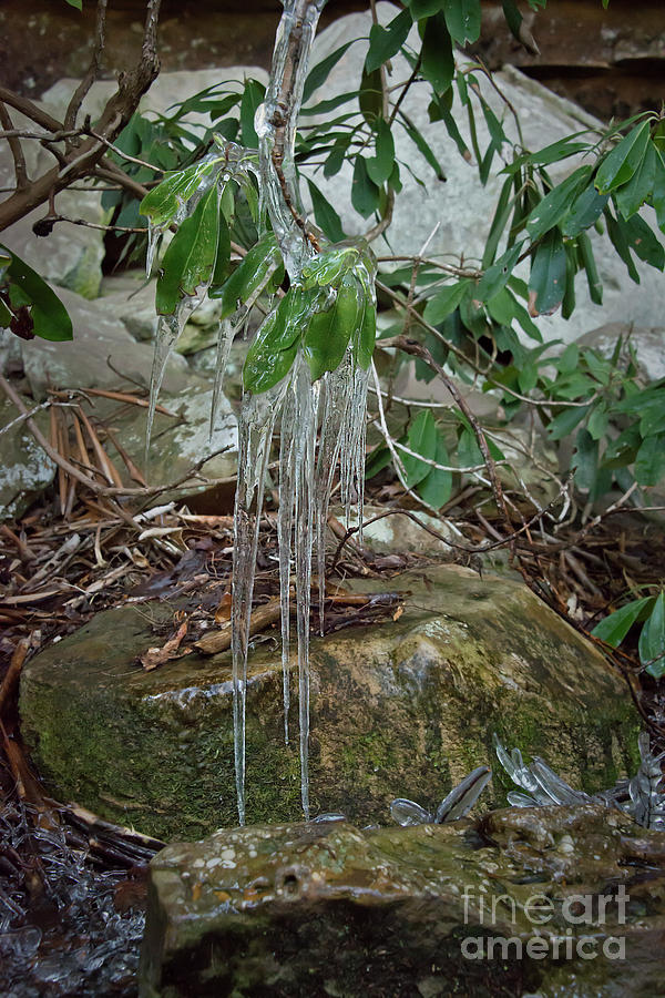Leaf Drippings by Wanda Krack Leaf Drippings by Wanda Krack