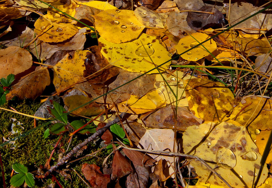 Fall Photograph - Leaf Drop by Chance Chenoweth