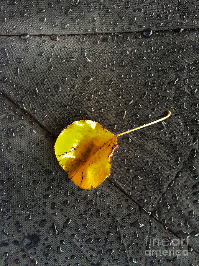 Autumn Photograph - Leaf Drops by Steven Digman Autumn Photograph - Leaf Drops by Steven Digman