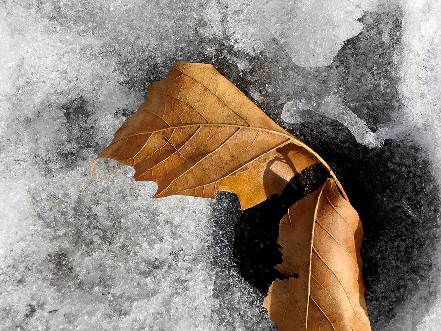Leaf Duo on Ice Photograph by Lynda Lehmann