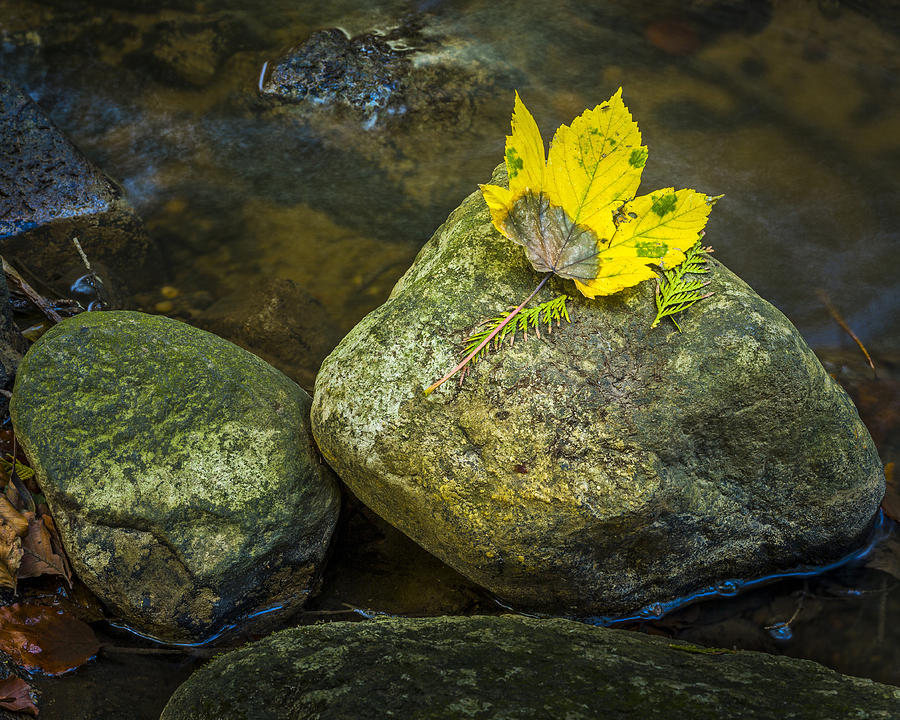 Leaf Photograph by Elmer Jensen