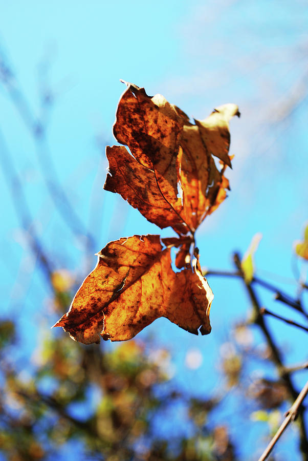 Leaf Photograph by Emma Dell'Elba - Fine Art America