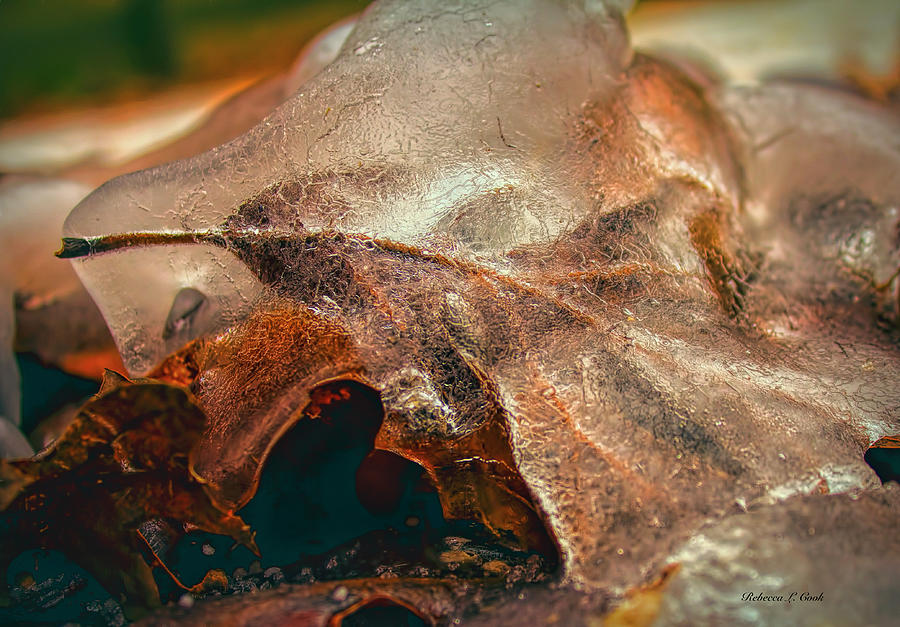 Leaf Encased In Ice Photograph by Bellesouth Studio