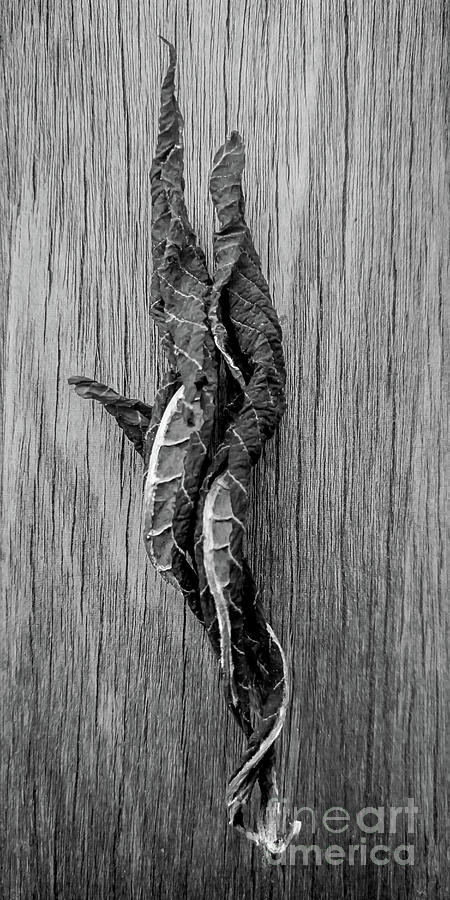 Leaf Entwined in Black and White Photograph by James Aiken