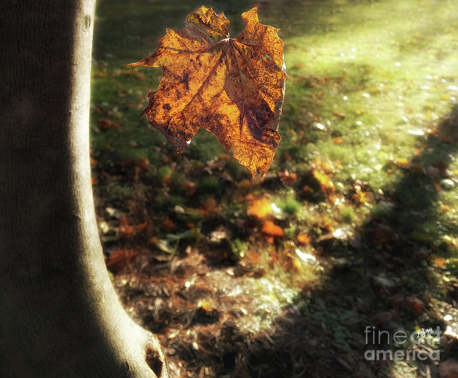 Autumn Photograph - Leaf Fall by Steven Digman Autumn Photograph - Leaf Fall by Steven Digman
