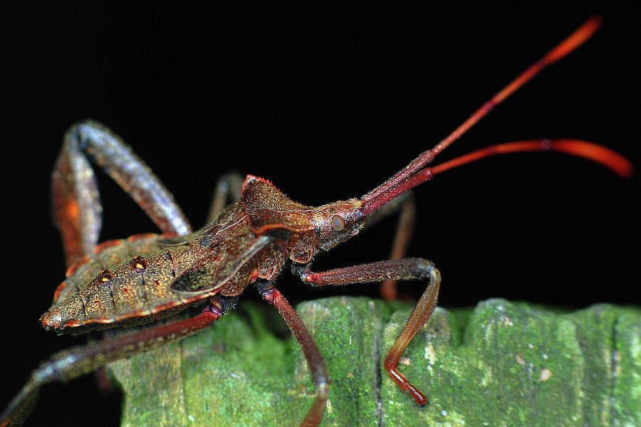 Leaf Footed Bug Photograph by Larah McElroy