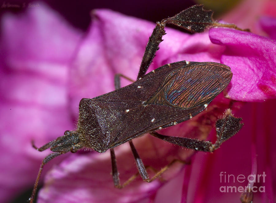 Insects Photograph - Leaf-Footed Bug by Warren Sarle