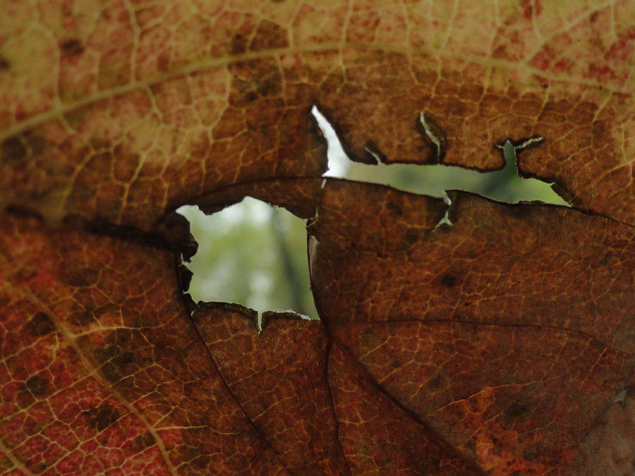 Leaf Frame Photograph by Trish Hale