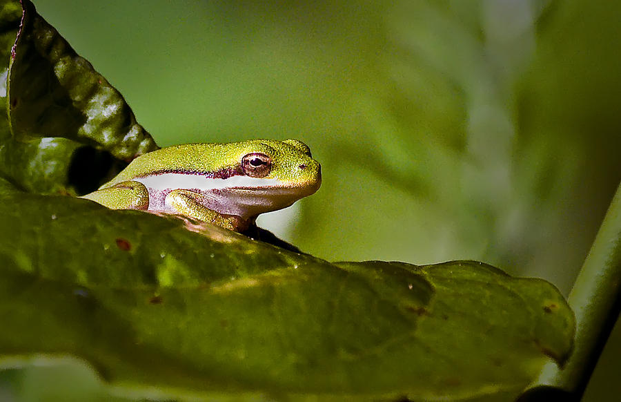 Leaf Frog Waiting For Breakfast Close Up Photograph by Michael Whitaker