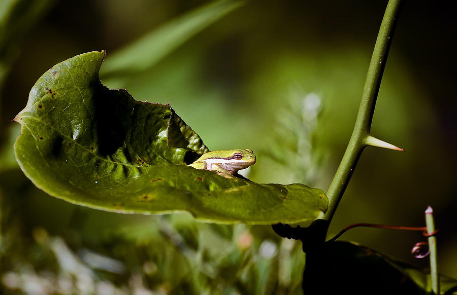 Leaf Frog Waiting For Breakfast Photograph by Michael Whitaker