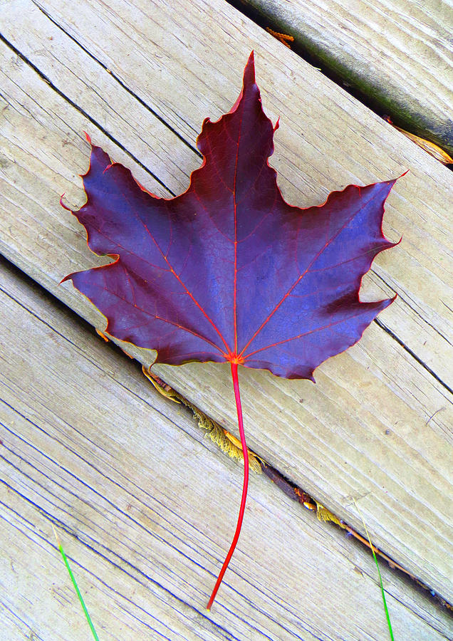 Leaf from Red Maple Photograph by Mike Solomonson