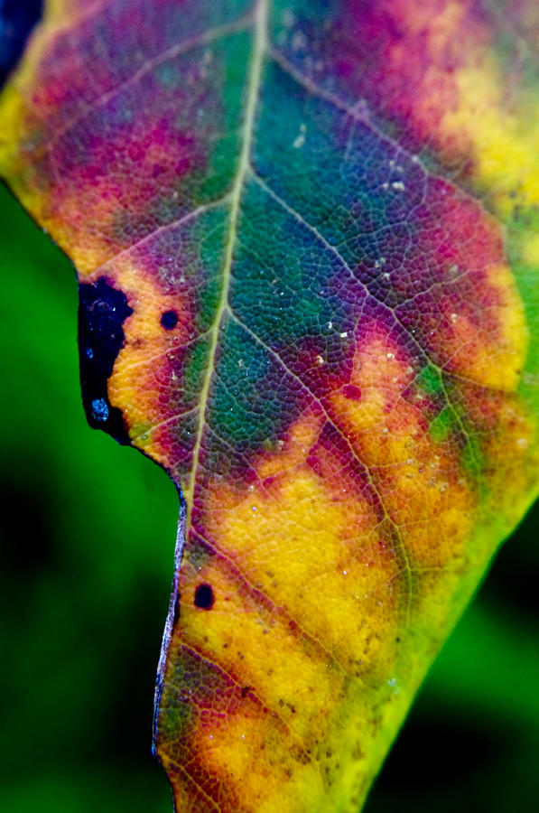 Leaf Galaxy Photograph by Adria Trail