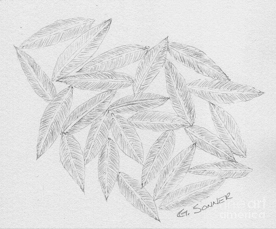 Leaf Drawing by George Sonner