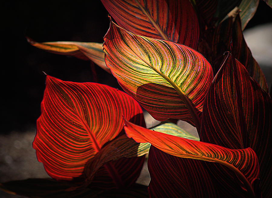 Leaf Glow Photograph by Lori Seaman