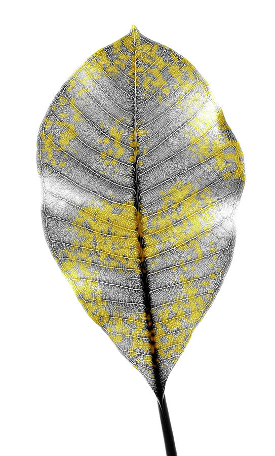 Leaf - Gold Flecked Monotone Photograph by Sean Davey