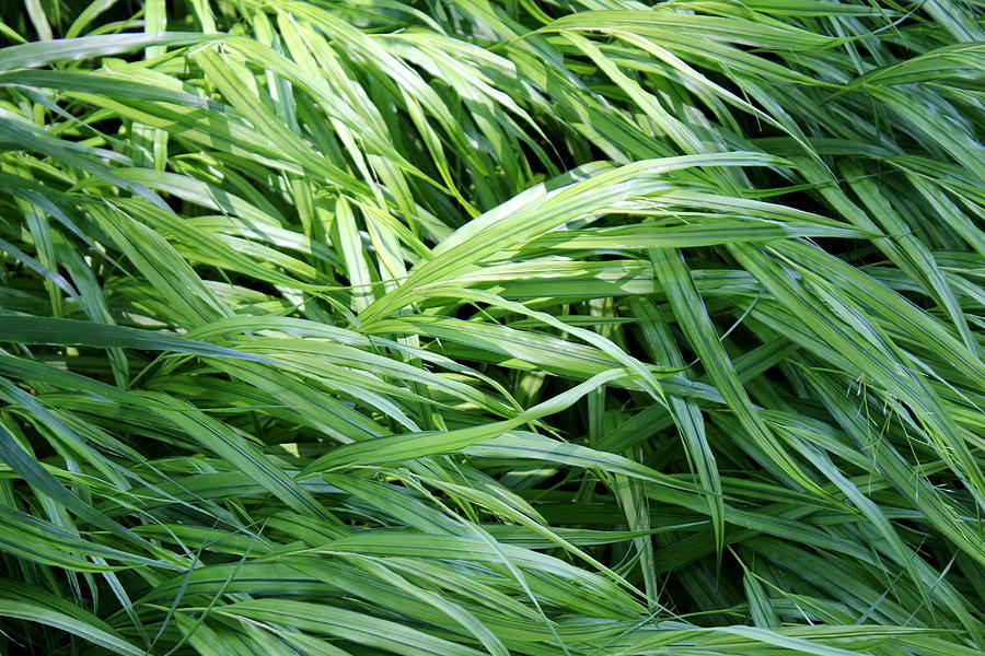 Leaf Grasses Photograph by Deborah  Crew-Johnson