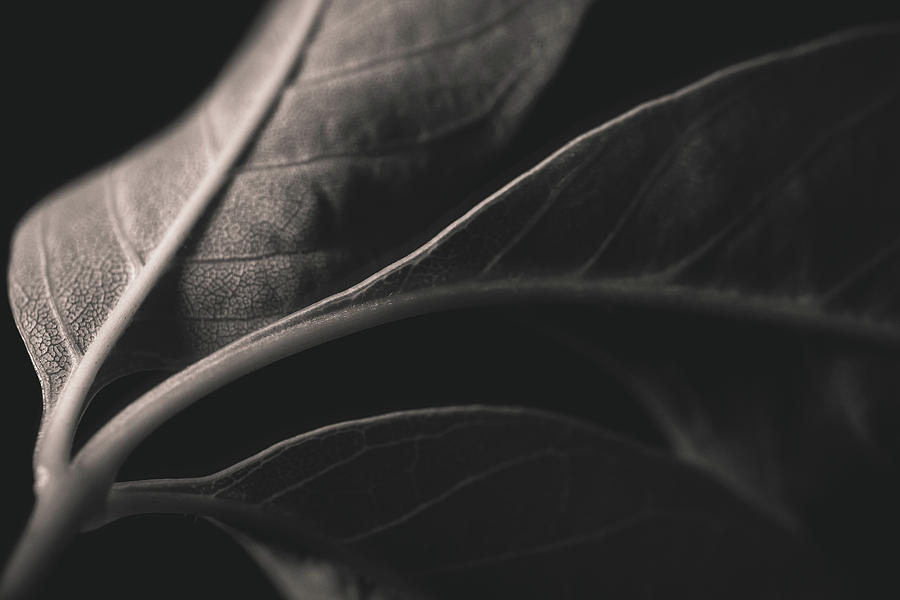 Leaf Photograph by Hyuntae Kim