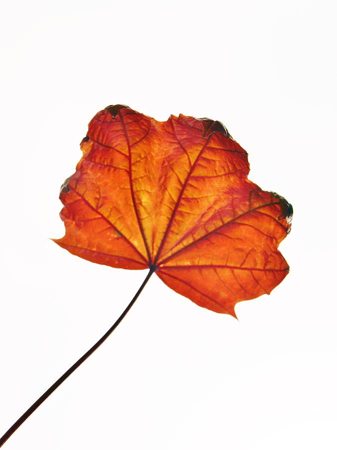 Leaf II Photograph by Richard Brookes