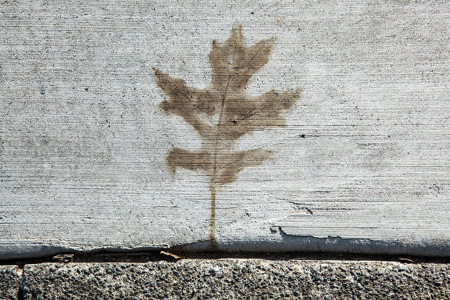 Leaf Impression Photograph