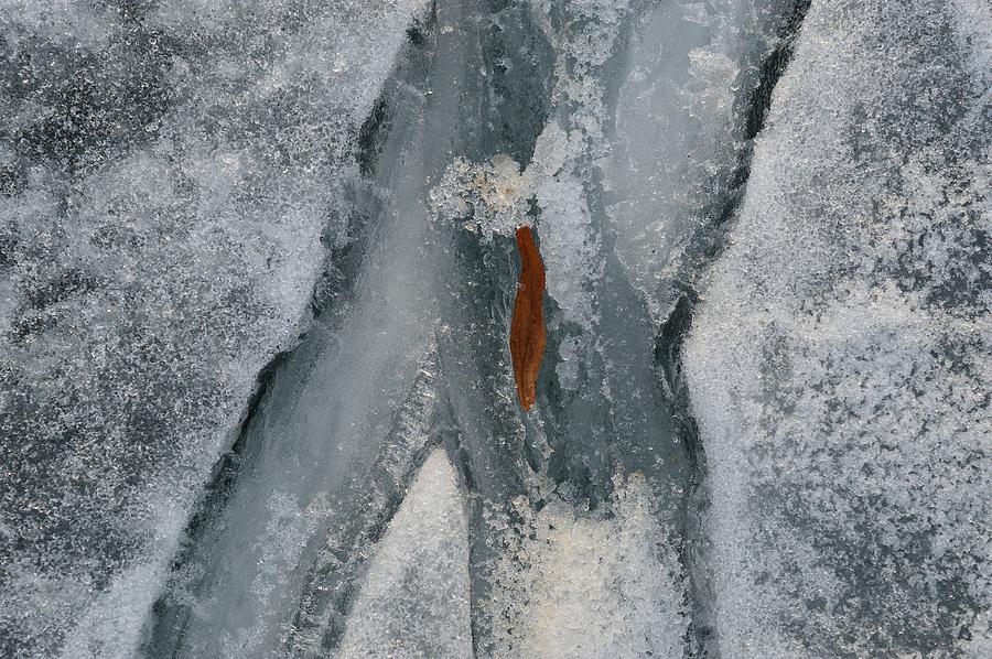 Leaf In A Crack In The Ice  Photograph by Lyle Crump