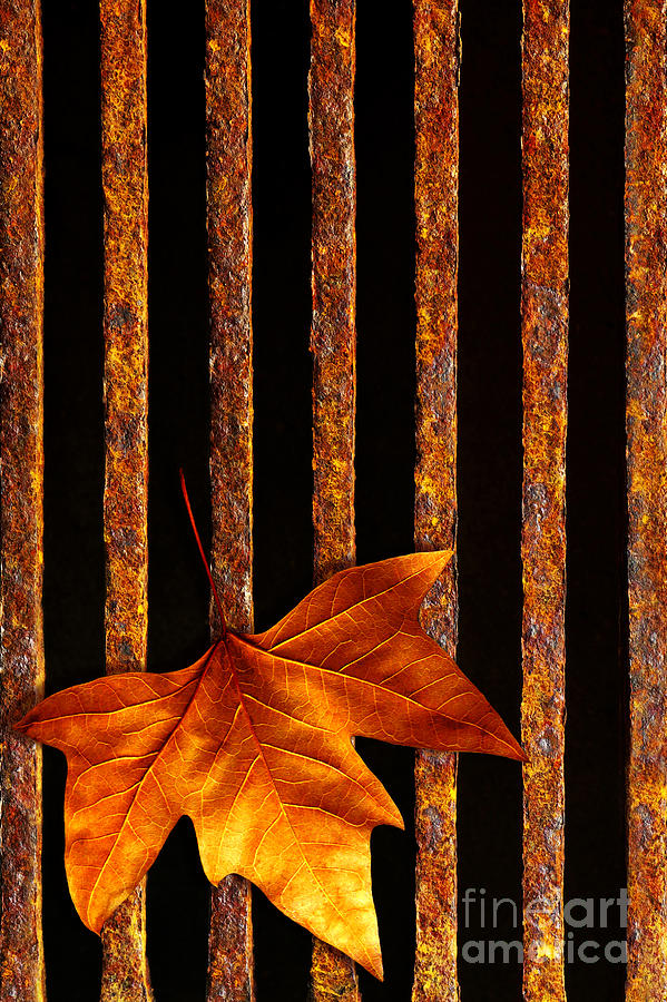 Leaf in drain Photograph by Carlos Caetano
