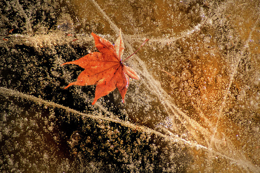 Leaf in Ice Photograph by Don Johnson