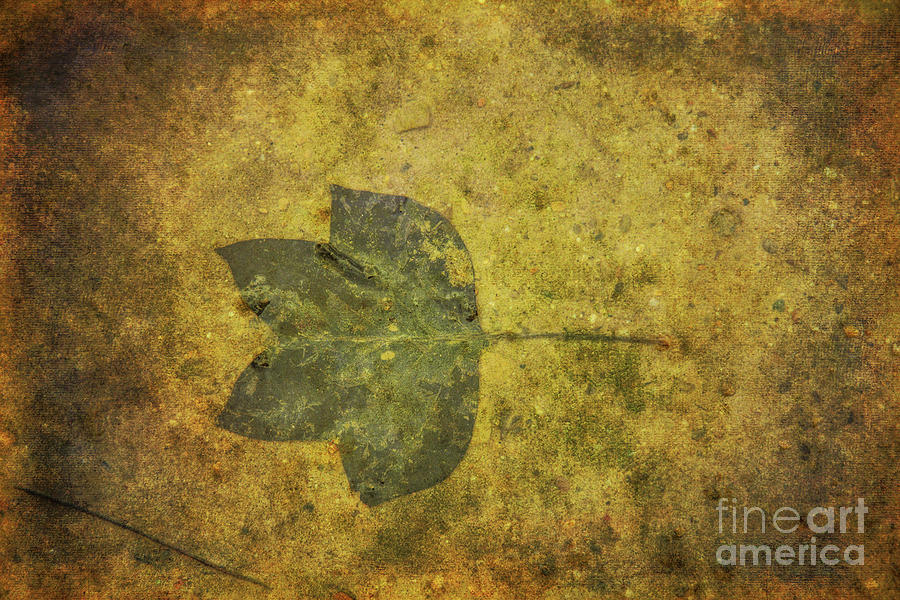 Leaf in Mud One Digital Art by Randy Steele