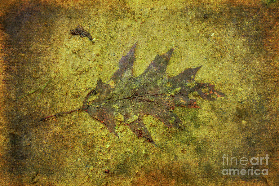 Leaf in Mud Two Digital Art by Randy Steele