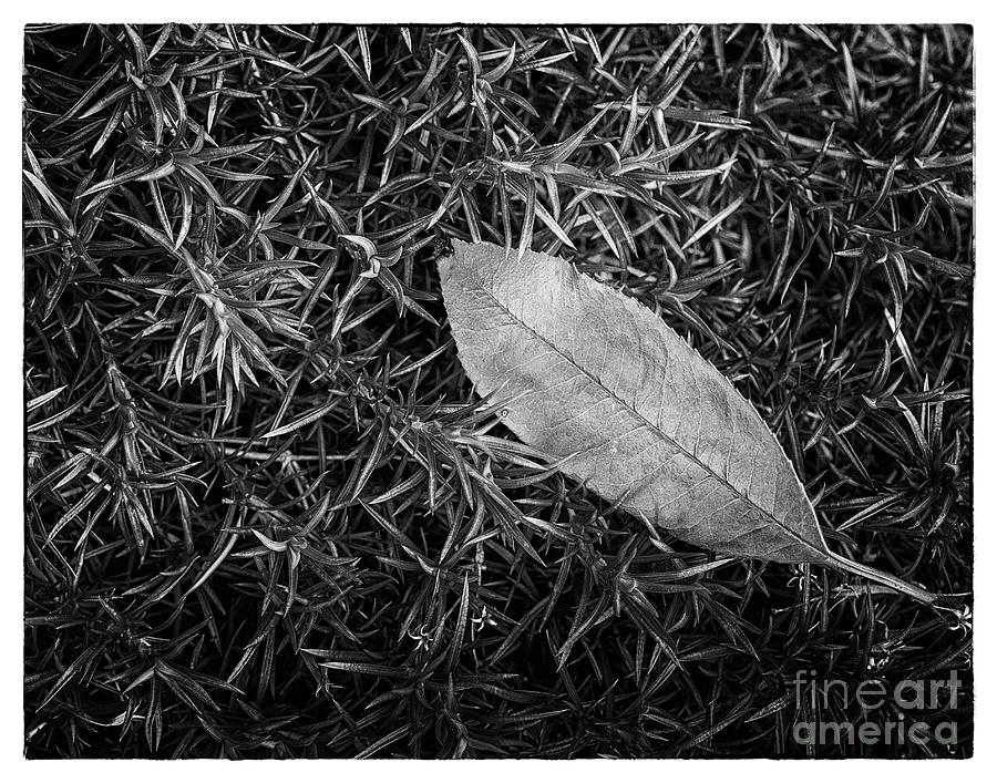 Leaf in Phlox Nature Photograph Photograph by PIPA Fine Art - Simply Solid