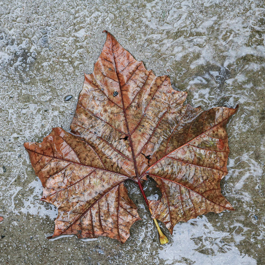 Leaf in Rain Photograph by Robert Wilder Jr
