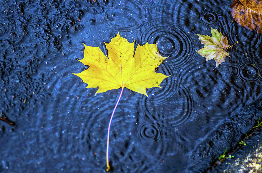 Leaf in Repose Photograph by Teresa Herlinger