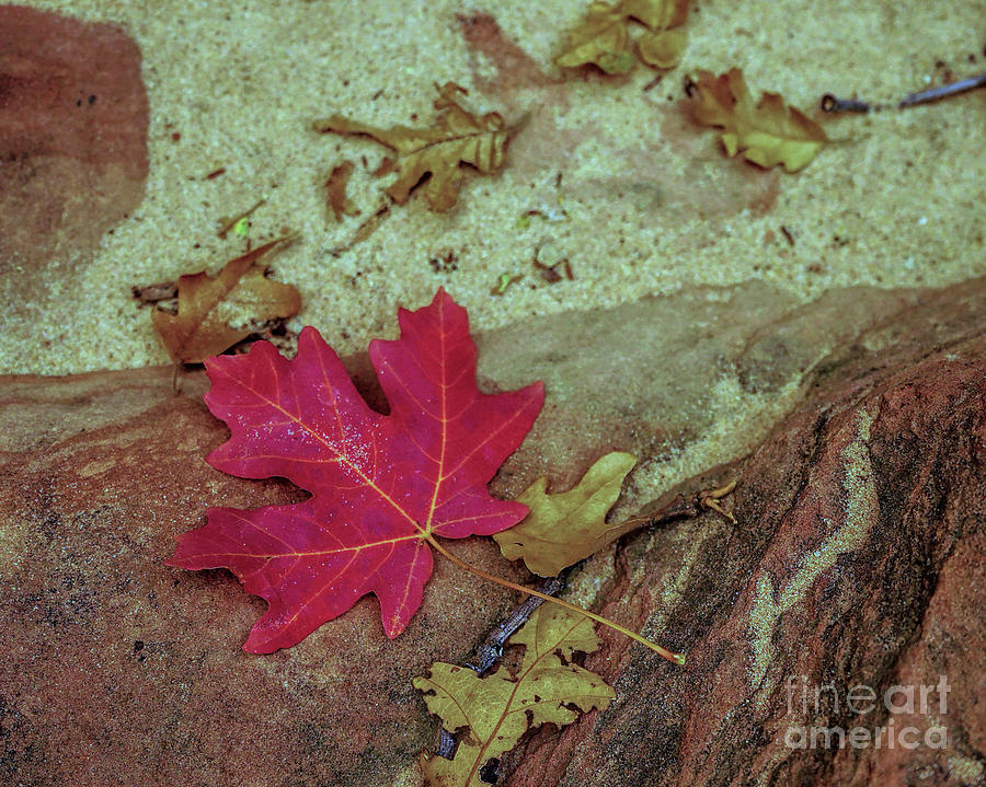 Leaf in Sand Photograph by Roxie Crouch
