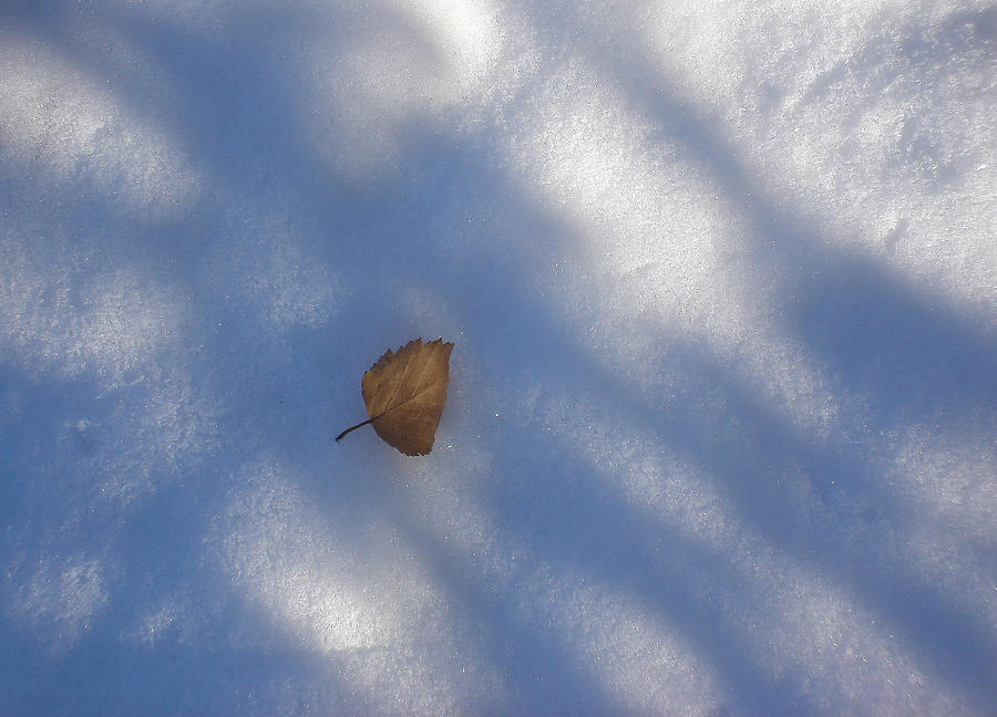 Leaf in Shadows Photograph by Marilynne Bull