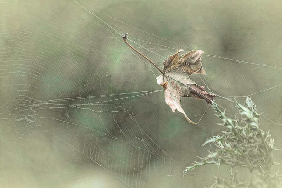 Leaf in Spiderweb Photograph by Bonnie Bruno