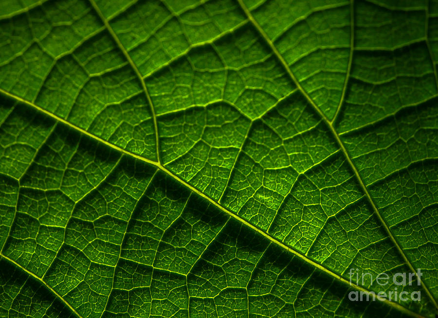 Leaf in Sunlight Photograph by Tom Claud